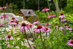 Pink coneflowers in the Ramble