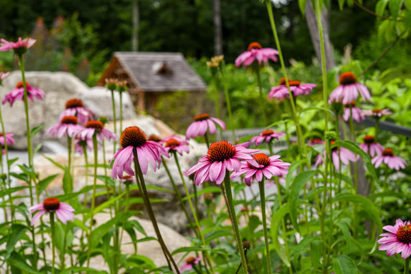 Pink coneflowers in the Ramble