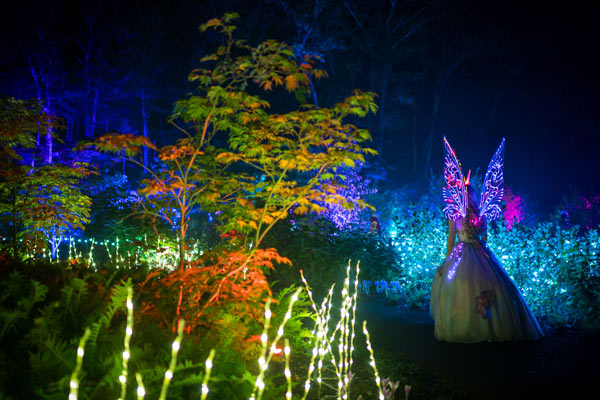 A fairy with fairy wings