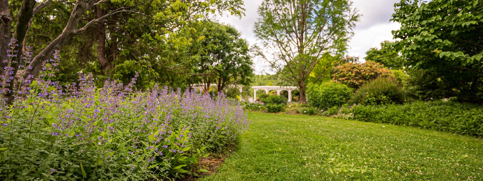 The lawn garden in the summer