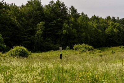 Wet meadow land at New England Botanic Garden