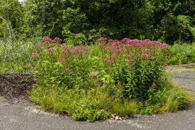 Joe Pye weed