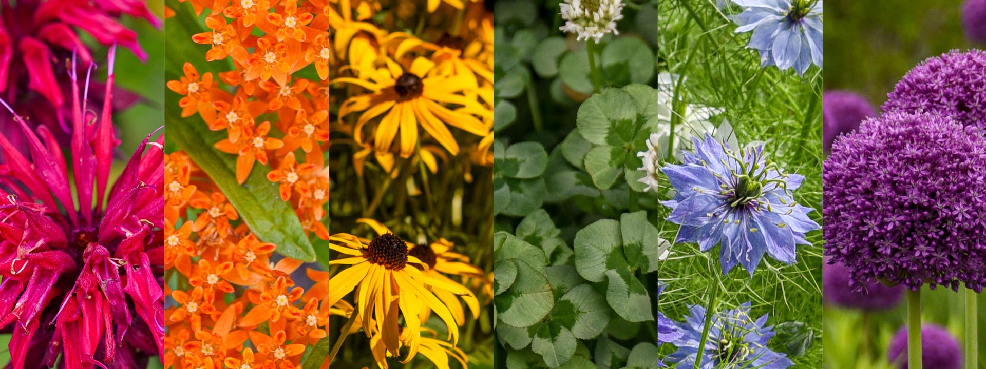 Collage of flowers in different colors for the Garden's annual pride celebration