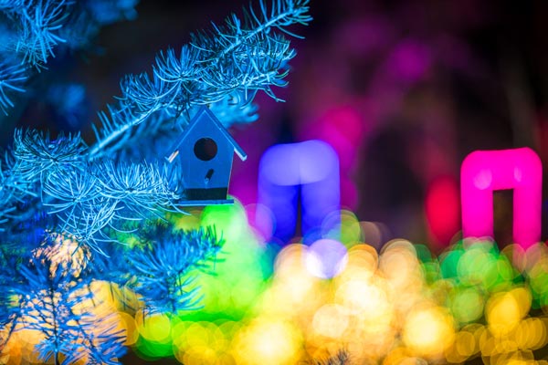 Bird house at Night Lights