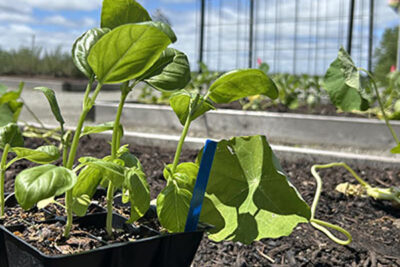 plants in the climate garden