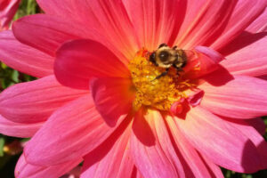 Bee pollinating flower