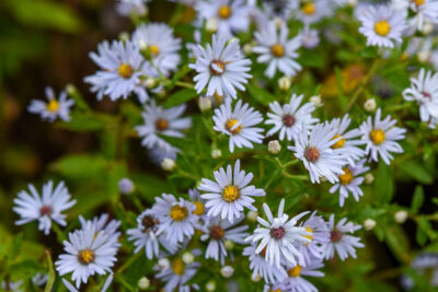 inthenews_aster Asters