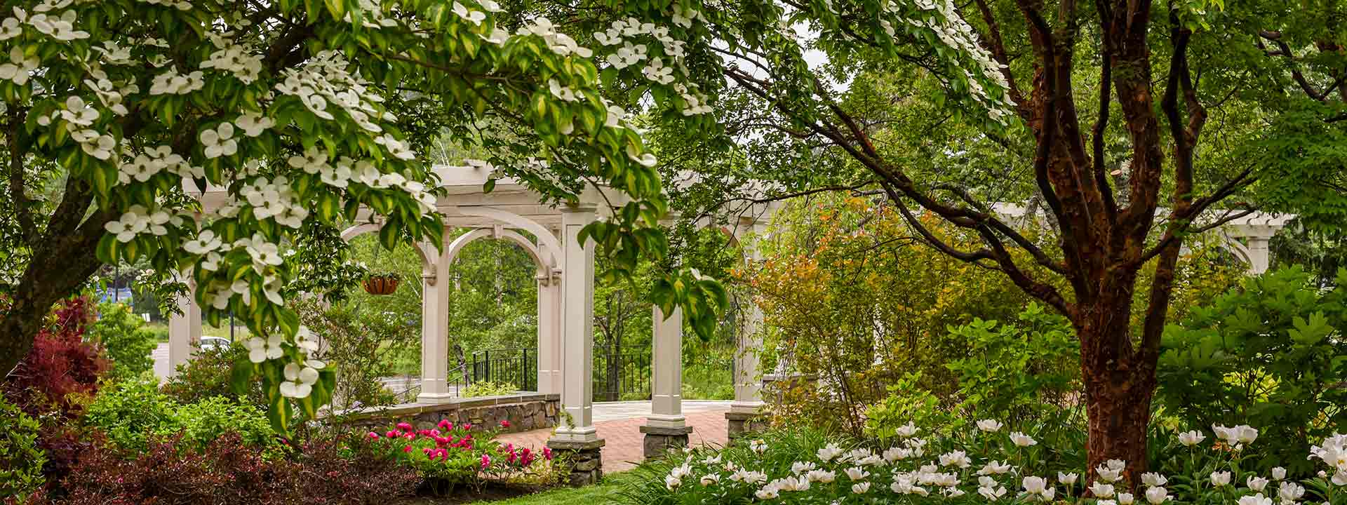 Dogwood trees overgrowing in the lawn garden with pergolas in the background