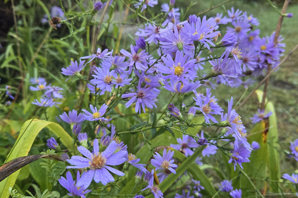 Smooth aster