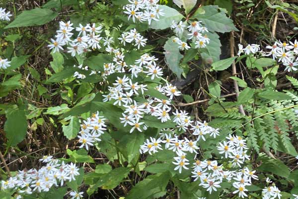 White wood aster